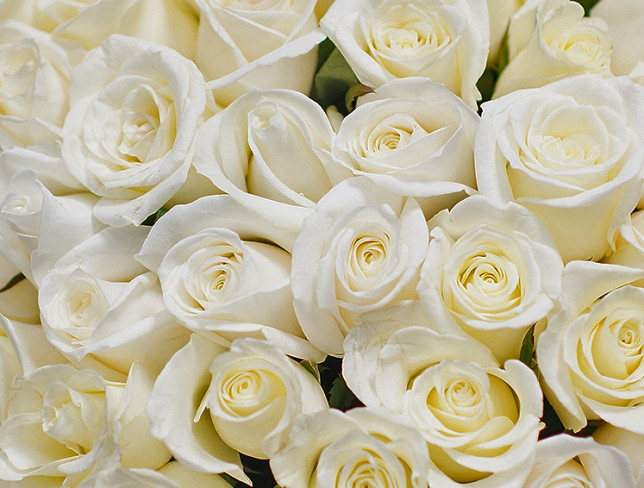 101 Trandafiri albi olandezi 50-60 cm foto